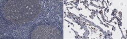 SWAP-70, Rabbit anti-Human, Polyclonal, Millipore Sigma 25&mu;g; Unconjugated:Antibodies,